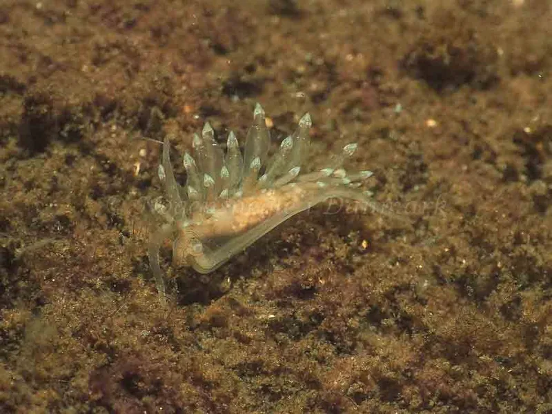 Eubranchus viriola observeret ved Kollund Mole i Flensborg Fjord