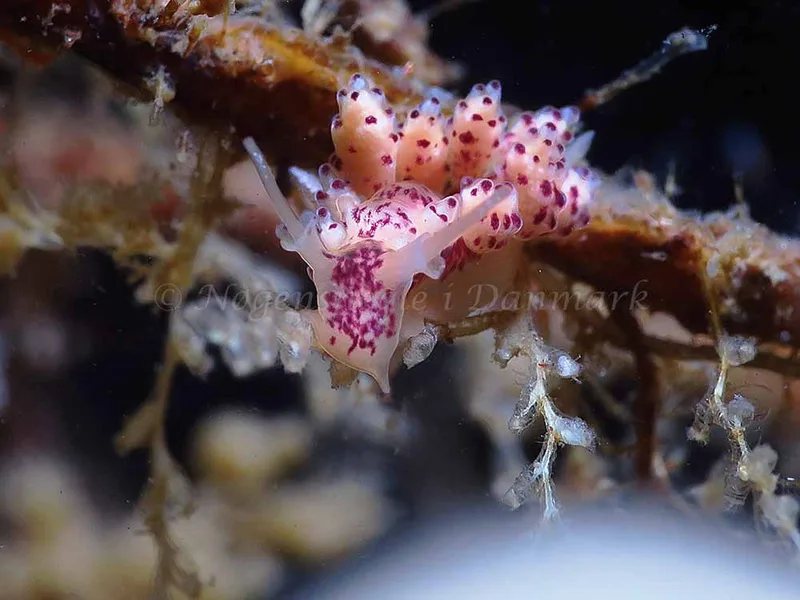 Doto coronata - Storebæltsbroen - Foto: HP Ølgaard