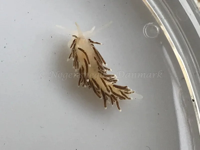 Cuthonella concinna - Crescent (Vrag) - Foto: Ib Sørensen