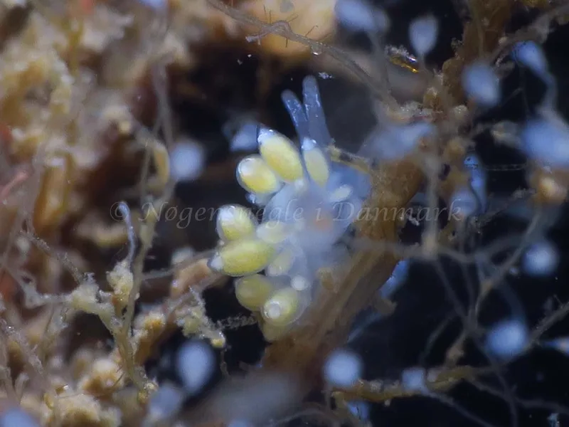 Zelentia pustulata - Storebæltsbroen - Foto: HP Ølgaard