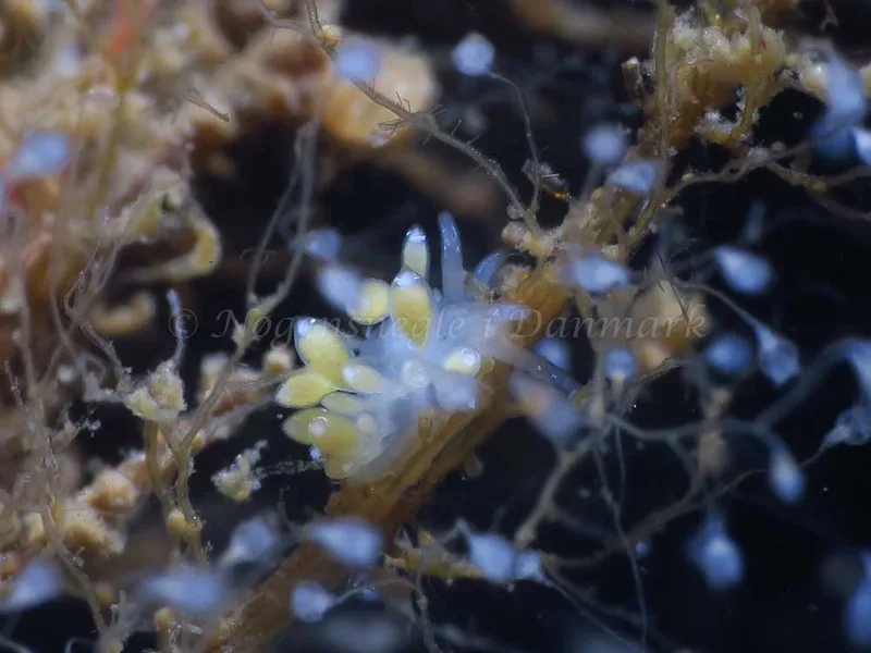 Zelentia pustulata - Storebæltsbroen - Foto: HP Ølgaard