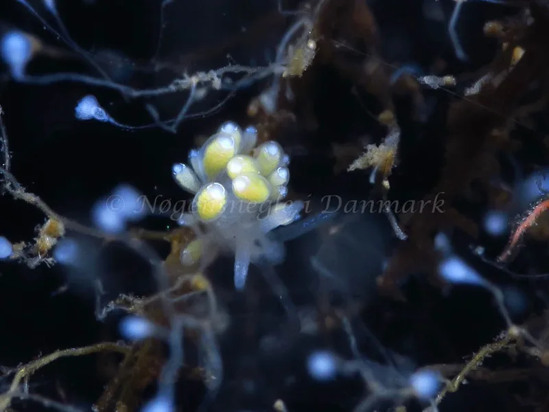 Zelentia pustulata - Storebæltsbroen - Foto: HP Ølgaard
