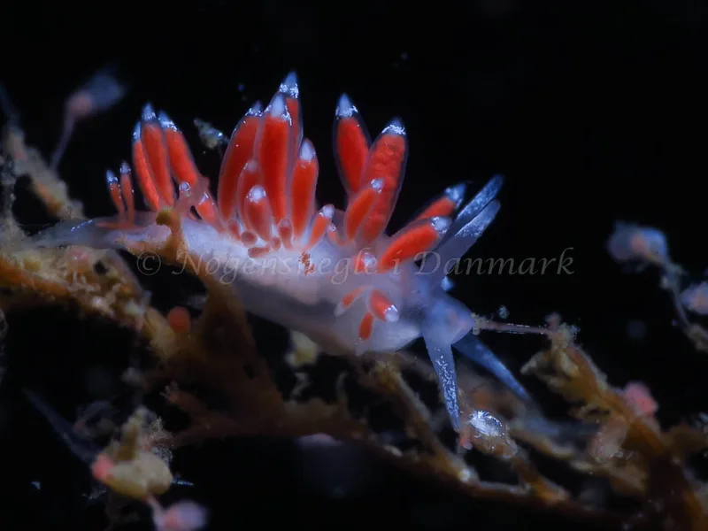 Coryphella gracilis - Storebæltsbroen - Foto: HP Ølgaard