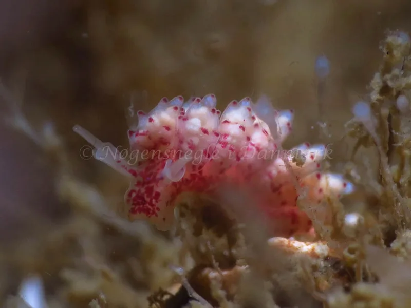 Doto coronata - Storebæltsbroen - Foto: HP Ølgaard