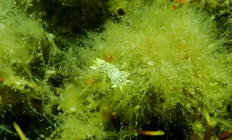Polycera quadrilineata - Polycera quadrilineata - Foto: Inger Kristiansen