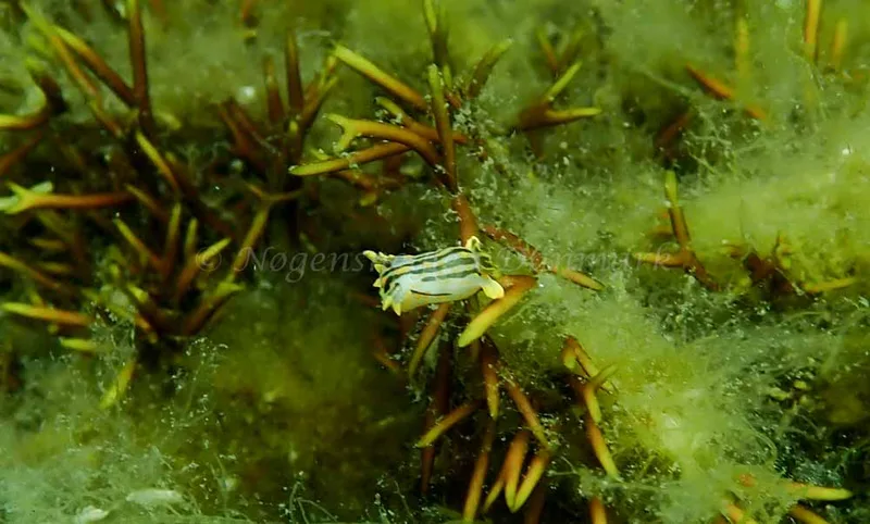 Polycera quadrilineata - Polycera quadrilineata - Foto: Inger Kristiansen