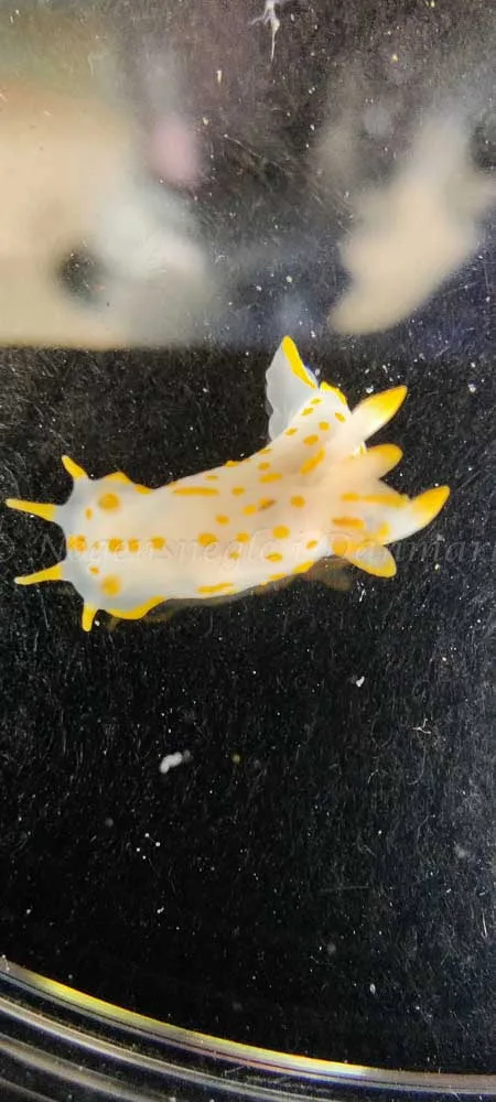 Polycera quadrilineata - Crescent (Vrag) - Foto: Ib Sørensen