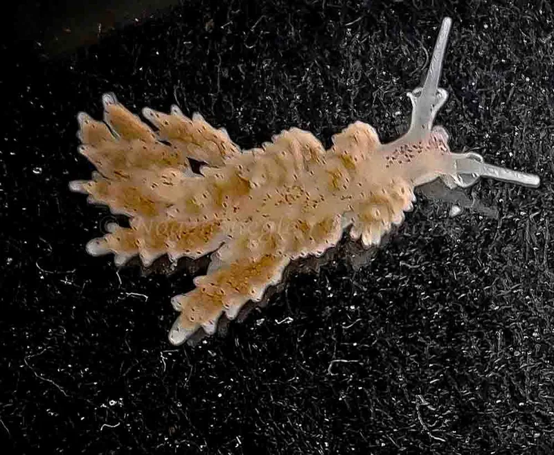 Doto coronata - Crescent (Vrag) - Foto: Ib Sørensen