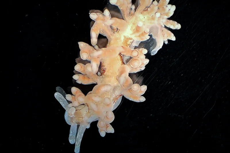 Capellinia vittata - Papirdamperen - Foto: Ib Sørensen