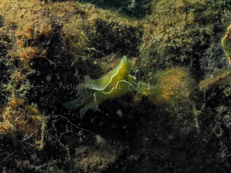 Elysia viridis (Saccoglossa)​ observeret ved Kollund Mole i Flensborg Fjord
