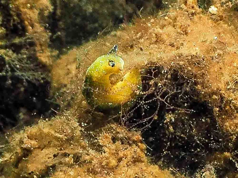 Elysia viridis (Saccoglossa)​ observeret ved Kollund Mole i Flensborg Fjord