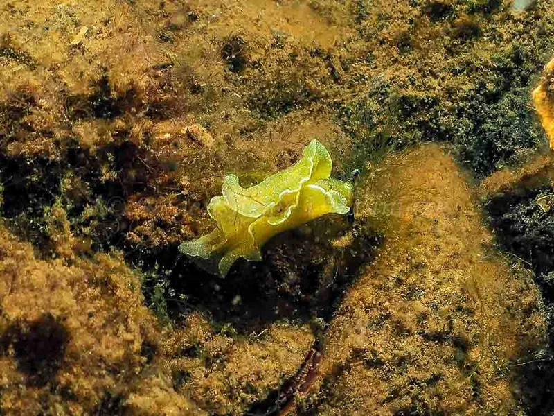 Elysia viridis (Saccoglossa)​ observeret ved Kollund Mole i Flensborg Fjord