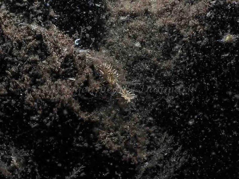 Amphorina viriola​ observeret ved Kollund Mole i Flensborg Fjord