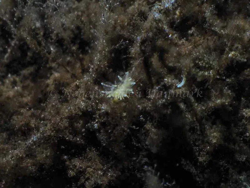 Amphorina viriola​ observeret ved Kollund Mole i Flensborg Fjord