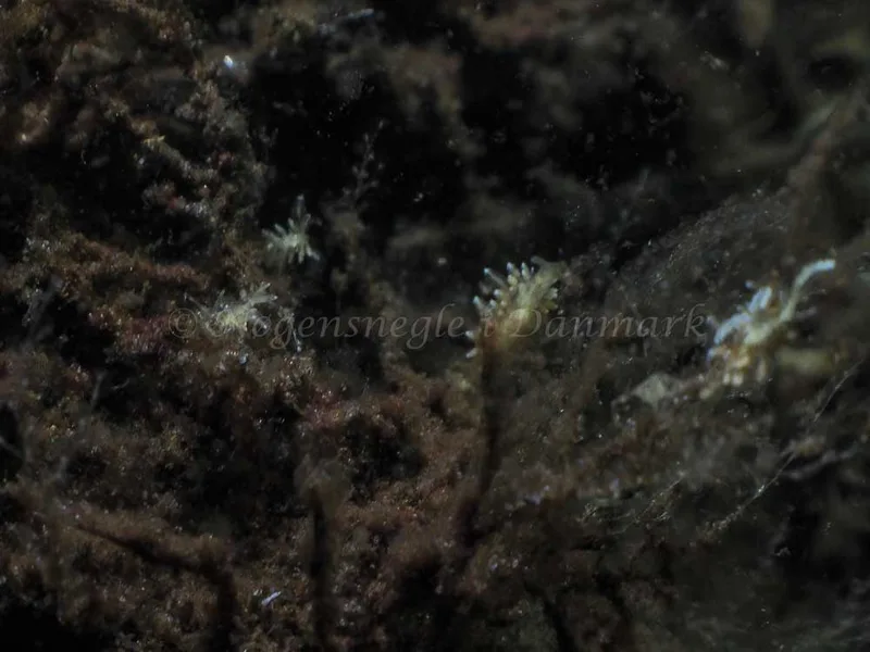 Amphorina viriola​ observeret ved Kollund Mole i Flensborg Fjord