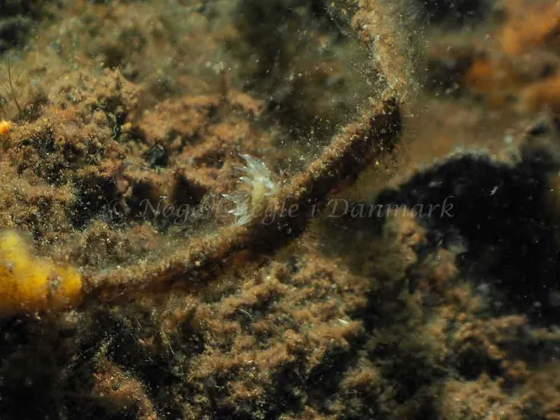 Amphorina viriola​ observeret ved Kollund Mole i Flensborg Fjord