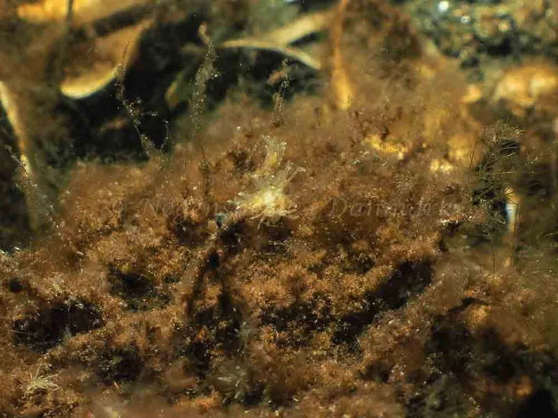 Amphorina viriola​ observeret ved Kollund Mole i Flensborg Fjord