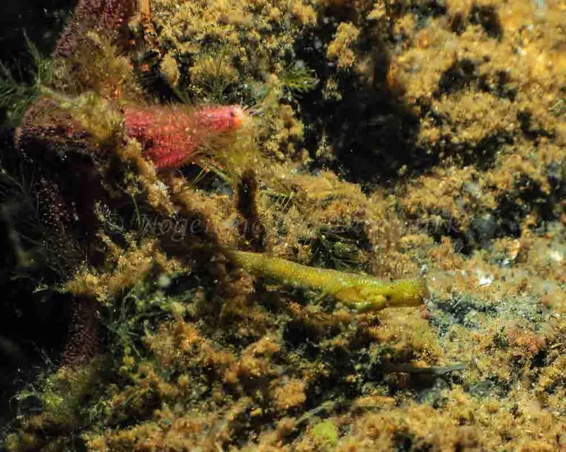 Elysia viridis (Saccoglossa)​ observeret ved Kollund Mole i Flensborg Fjord