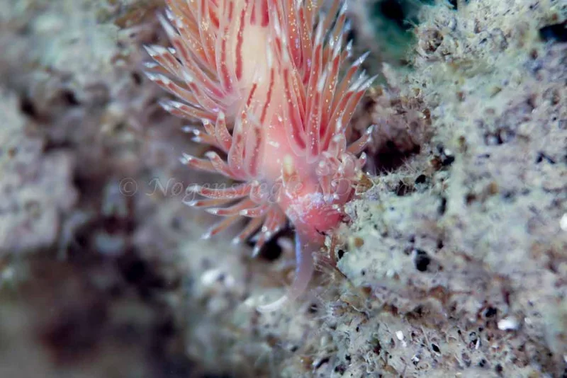 Facelina bostoniensis - Crescent (Vrag) - Foto: Ib Sørensen