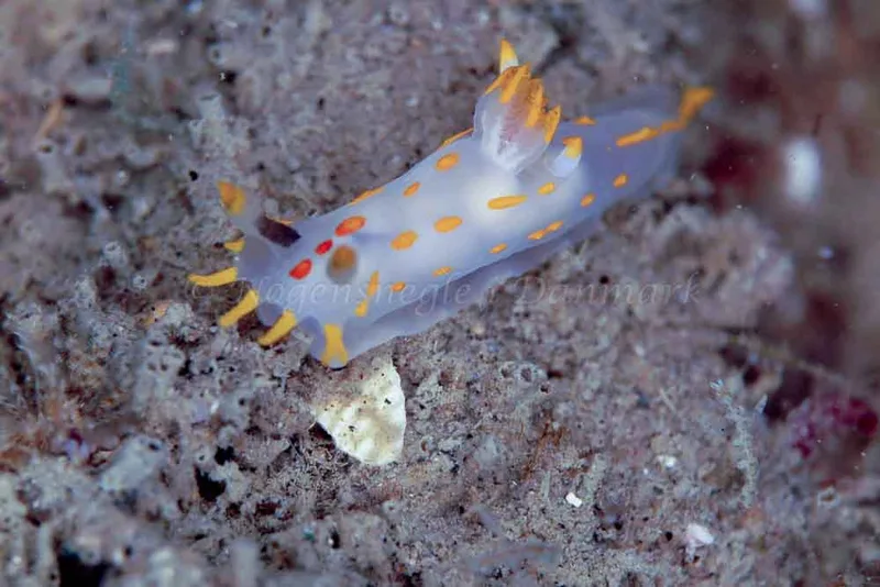 Polycera quadrilineata - Crescent (Vrag) - Foto: Ib Sørensen