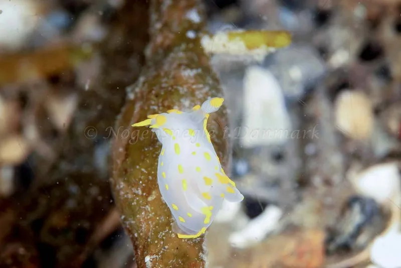 Polycera quadrilineata observeret ved Rødspættedamperen (Vrag) i Skagerrak