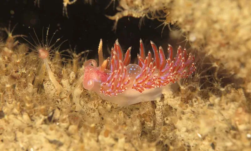 Facelina auriculata - Crescent (Vrag) - Foto: Ib Sørensen