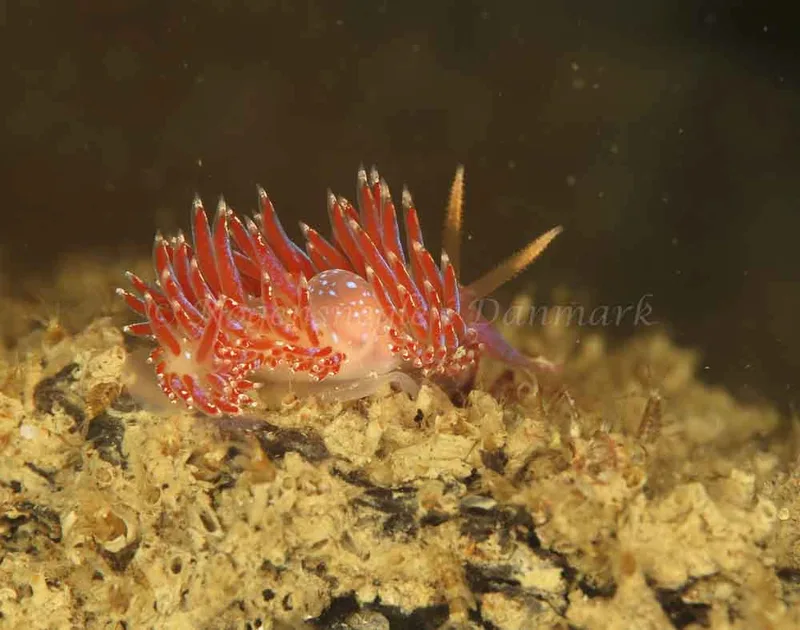 Facelina auriculata - Crescent (Vrag) - Foto: Ib Sørensen