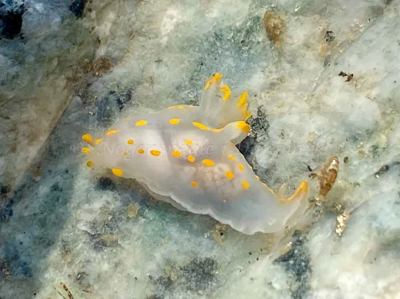 Polycera quadrilineata observeret ved Fjaltring Strand i Nordsøen
