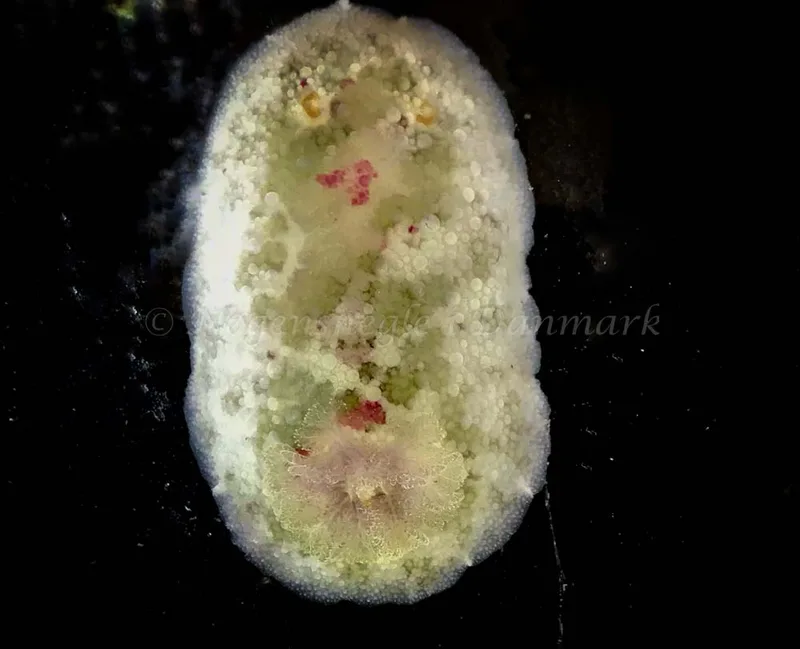 Doris pseudoargus - Papirdamperen - Foto: Ib Sørensen