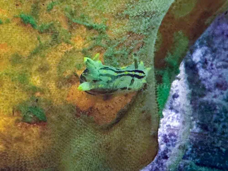 Polycera quadrilineata observeret ved Trykkerdammen i Øresund