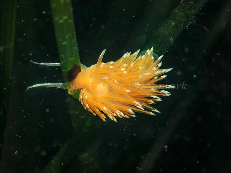 Facelina bostoniensis observeret ved Sønderhav Strand i Flensborg Fjord