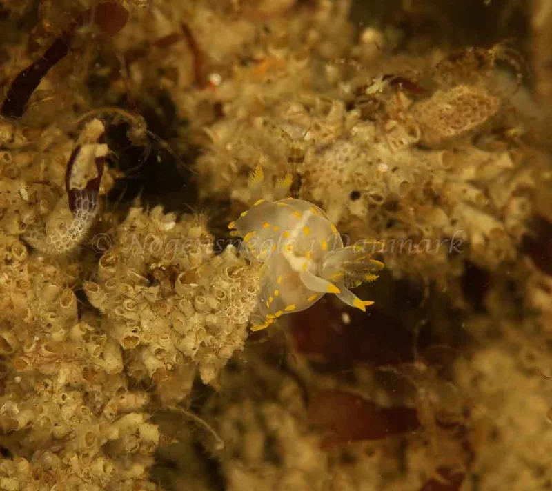 Polycera quadrilineata​ observeret ved China (Vrag) i Skagerrak