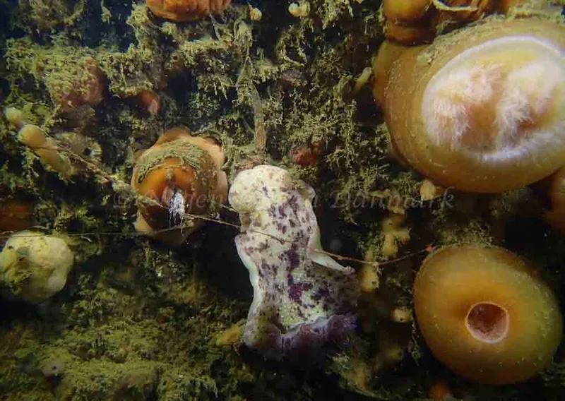 Archidoris pseudoargus observeret ved Duen (Vrag) i Kattegat