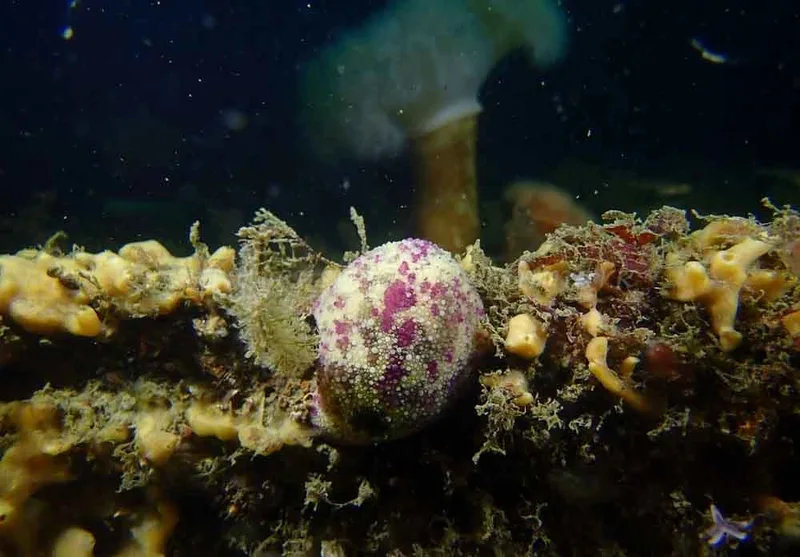 Archidoris pseudoargus observeret ved Duen (Vrag) i Kattegat