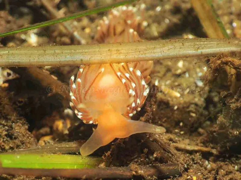 Facelina bostoniensis observeret ved Kollund Lillestrand i Flensborg Fjord