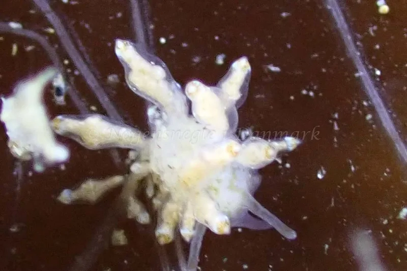 Nudibranchus scintillans observeret ved Aarhus Ø, Havn