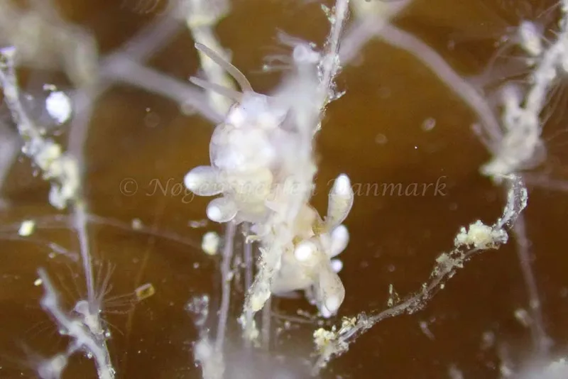 Nudibranchus scintillans observeret ved Aarhus Ø, Havn