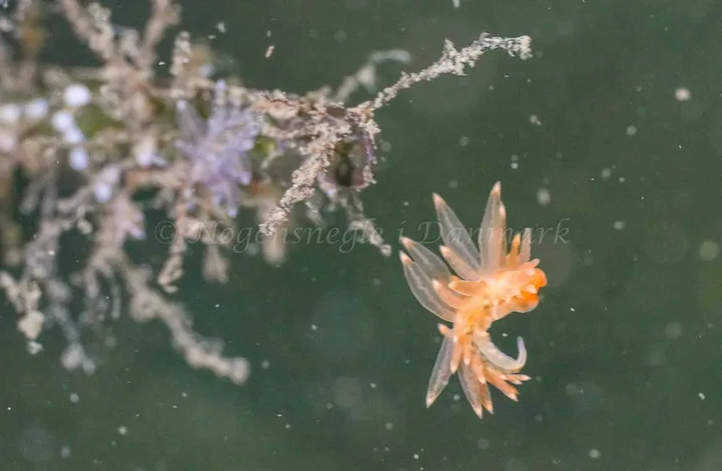 Amphorina viriola observeret ved Munkholmbroen i Isefjord