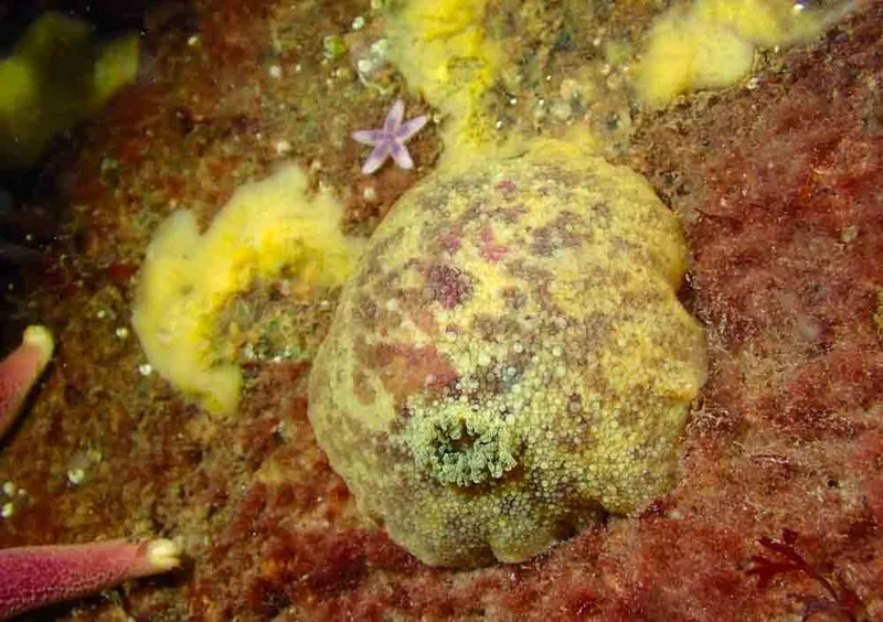 Archidoris pseudoargus​ observeret ved Aarhus Ø, Havn
