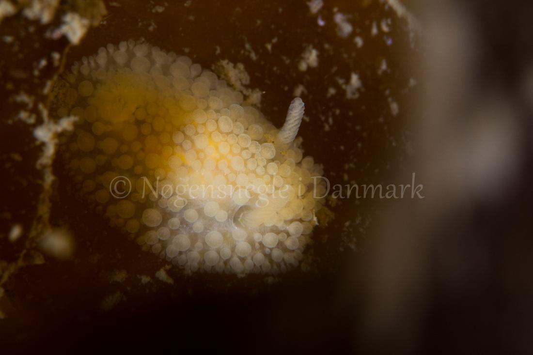 Foto: Poul Erik Rasmussen ....... Onchidoris muricata-- www.nudibranchia.dk