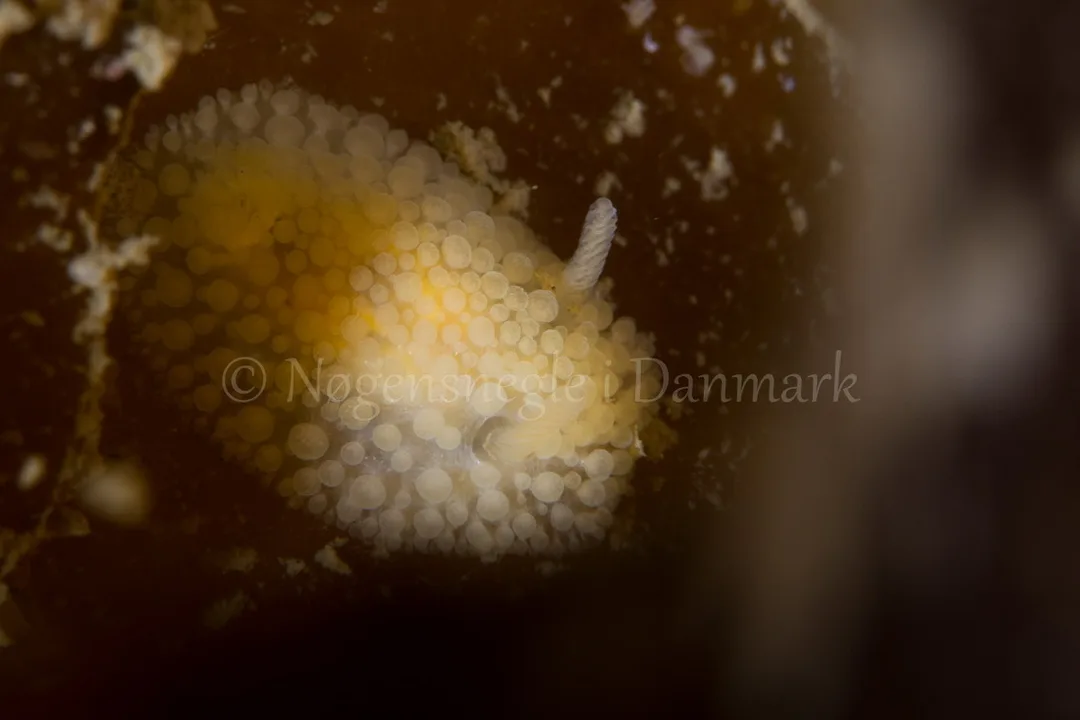Foto: Poul Erik Rasmussen ....... Onchidoris muricata-- www.nudibranchia.dk