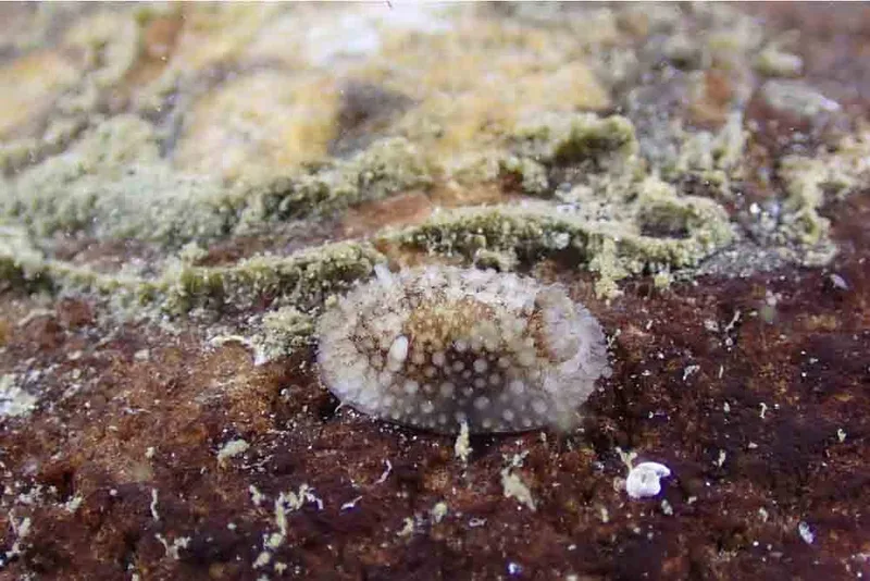 Onchidoris bilamellata​​ observeret ved Aarhus Ø, Havn