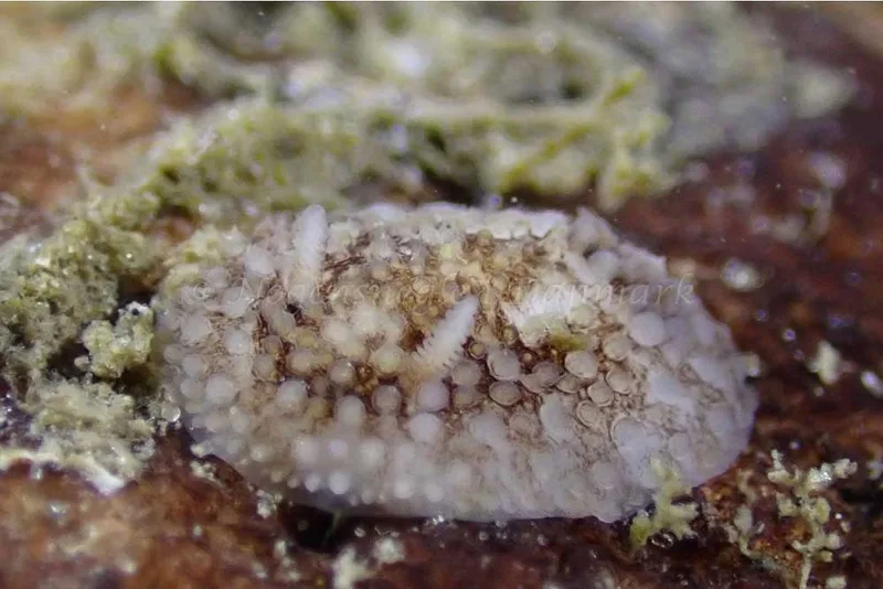 Onchidoris bilamellata​​ observeret ved Aarhus Ø, Havn