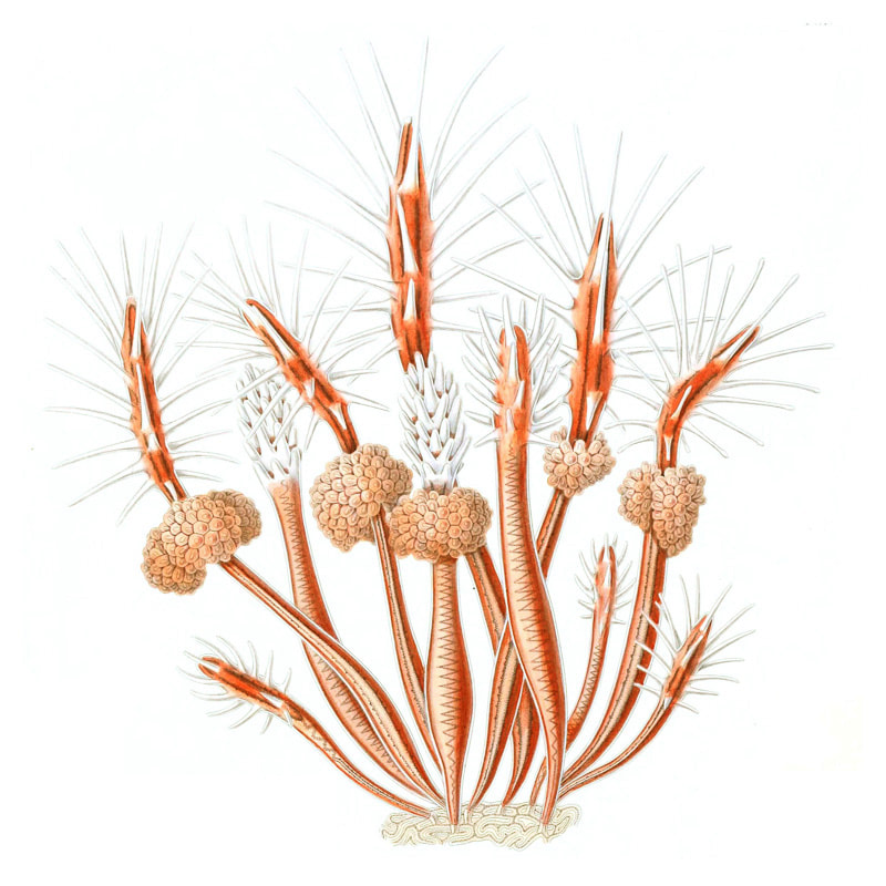 By George James Allman - Allman G. J. The Monograph of the Gymnoblastic or Tubularian Hydroids. – Conclusion of Part I and Part II. – London: Robert Hardwicke, 1972. – Plate I, Public Domain, Link