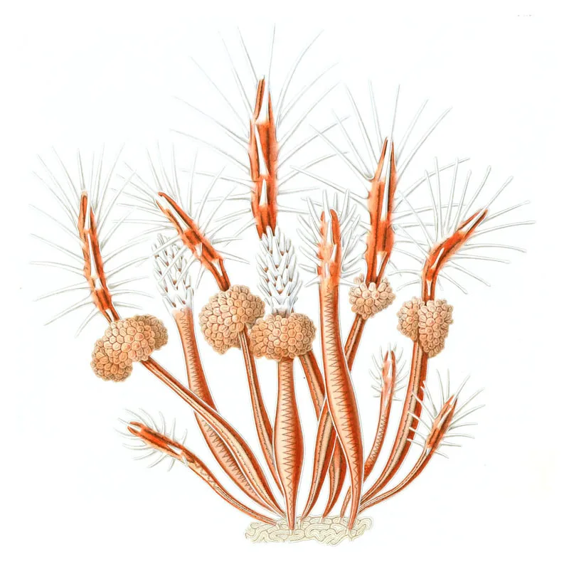 By George James Allman - Allman G. J. The Monograph of the Gymnoblastic or Tubularian Hydroids. – Conclusion of Part I and Part II. – London: Robert Hardwicke, 1972. – Plate I, Public Domain, Link