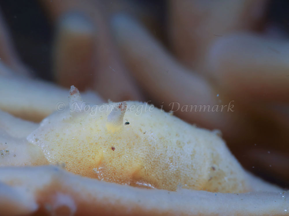 Jorunna tomentosa