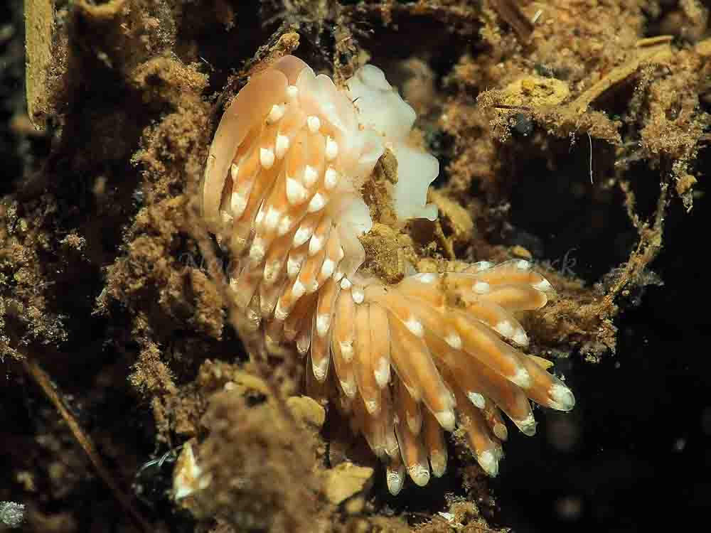 Facelina bostoniensis