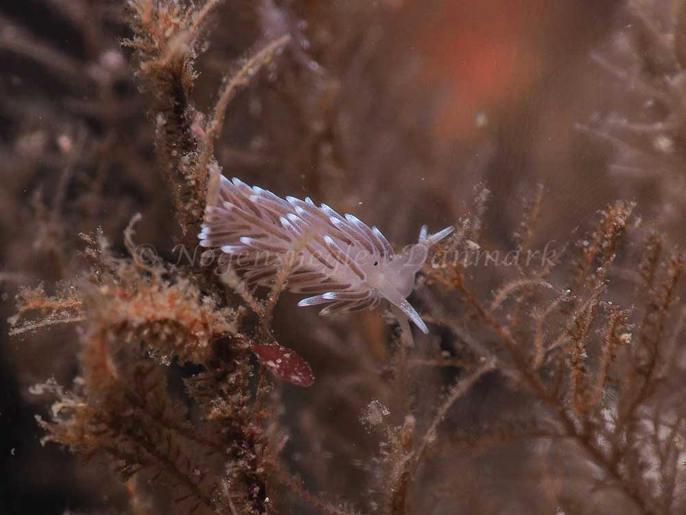 Fiocuthona concinna