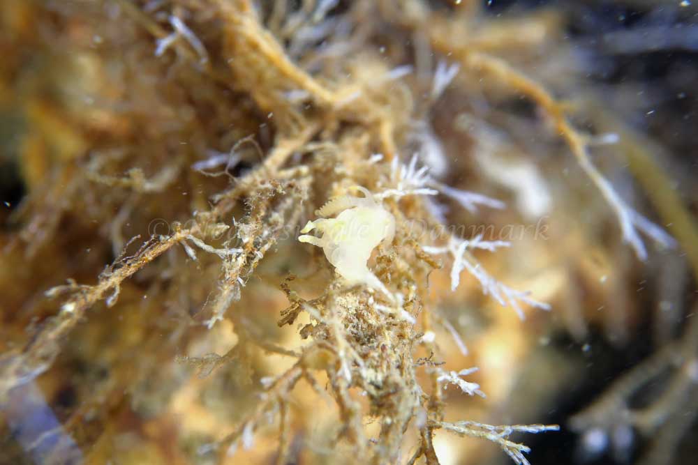 Ancula gibbosa