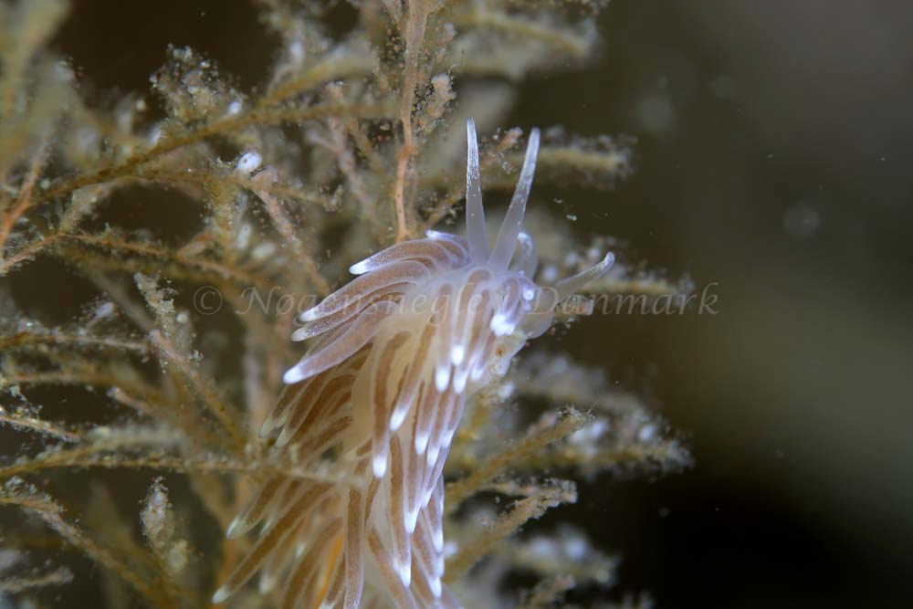 Fiocuthona concinna